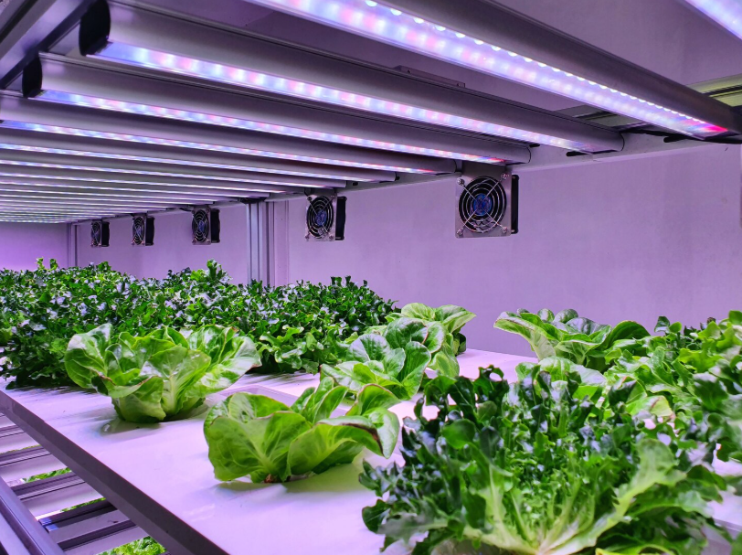Rows of leafy greens under LED lights in an indoor vertical farm, showcasing efficient urban farming in cities.