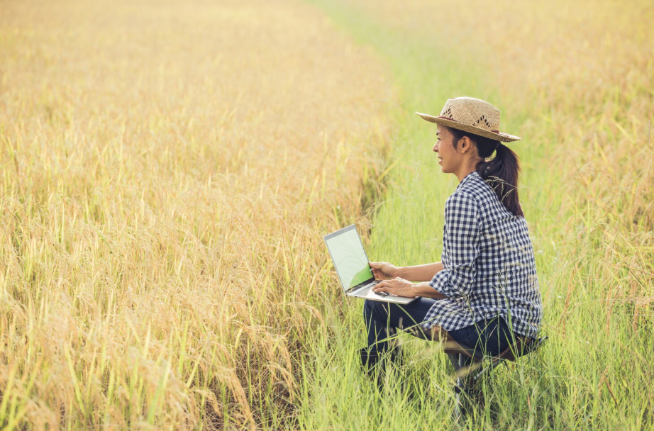 Woman farmer in a rice field using a laptop, showing rural internet access and closing the digital divide.