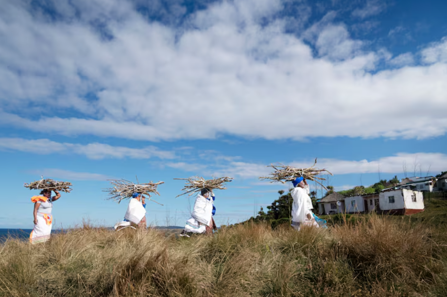Indigenous women practicing Indigenous conservation practices, carrying bundles of firewood across grassy land toward rural homes.